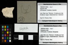 Foto (Objekt + Etiketten) von Isopoda indet. 